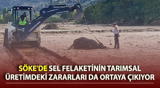 Telef olan hayvanların gömülme işlemleri yapıldı