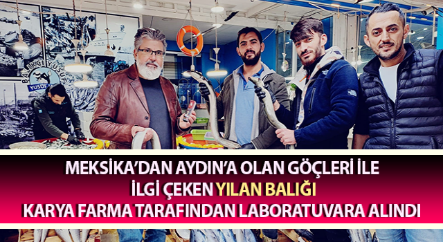 Yılan balıkları göçleri kadar besin değerleri ile de ilgi çekmeye başladı