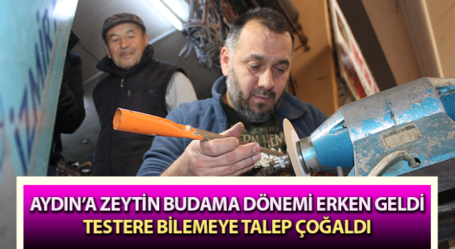 Zeytin üreticilerinde budama hazırlıkları başladı