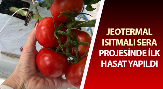 Jeotermal ısıtmalı sera projesinde ilk hasat yapıldı