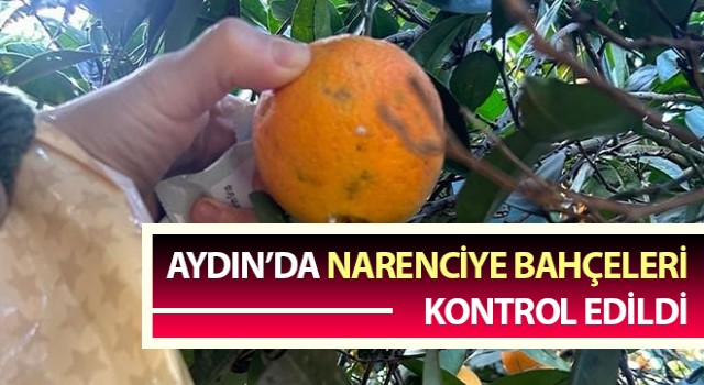 Narenciye bahçeleri kontrol edildi