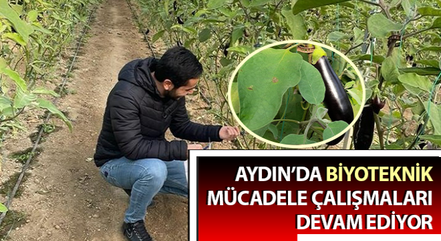 Aydın’da biyoteknik mücadele çalışmaları sürüyor