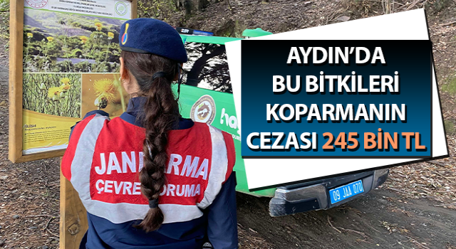 Bu bitkileri koparmanın cezası 245 bin TL