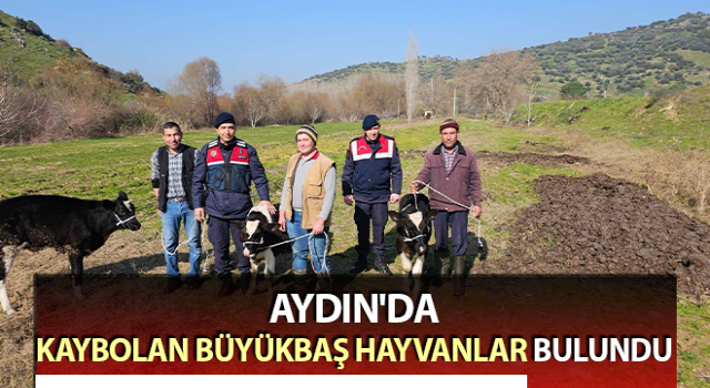 Kaybolan 3 buzağı jandarma ekiplerince bulundu