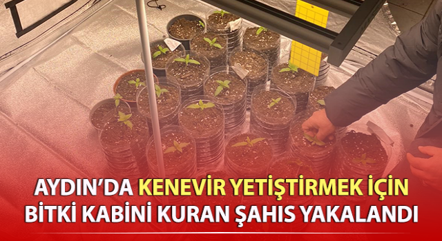 Kenevir yetiştirmek için bitki kabini kurmuş