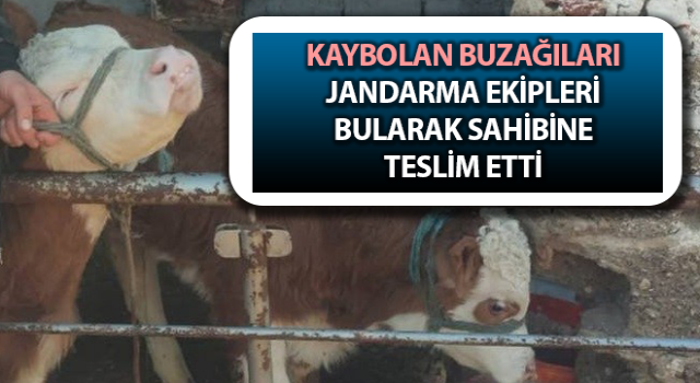 Germencik'te çalınan buzağılar bulundu