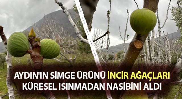 Küresel ısınma, incir ağaçlarını da şaşırttı