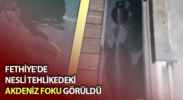 Nesli tehlikedeki Akdeniz Foku görüldü