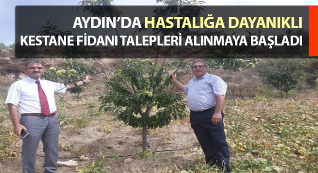 Hastalığa dayanıklı kestane fidanı talepleri alınmaya başladı