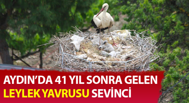 Aydın’da leylek yavrusu sevinci