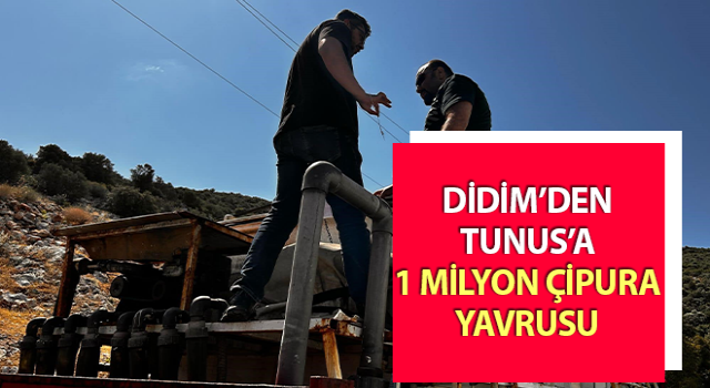 Didim’den Tunus’a 1 milyon çipura yavrusu