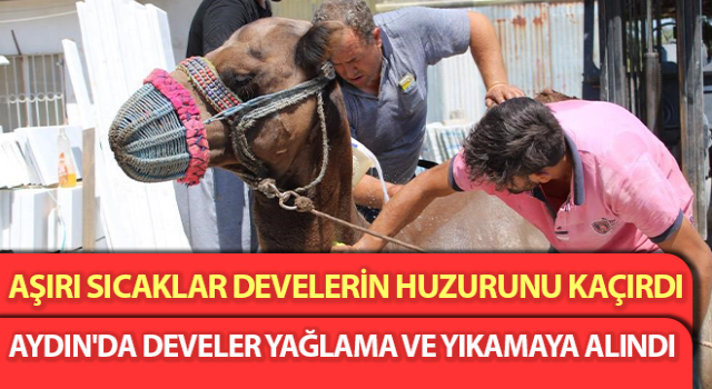 Aşırı sıcaklar develerin huzurunu kaçırdı