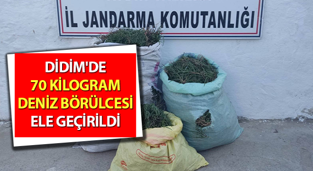 Aydın’da 70 kilogram deniz börülcesi ele geçirildi