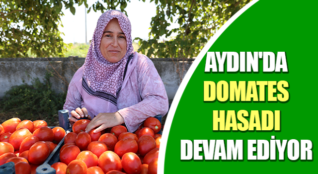 Aydın'da domates hasadı sürüyor