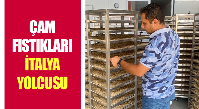 Çam fıstıkları İtalya yolcusu