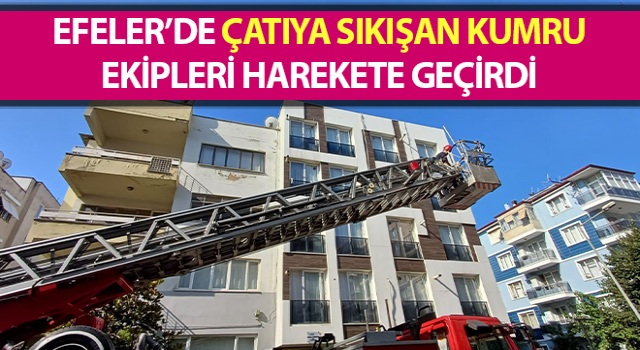 Çatıya sıkışan kumru ekipleri harekete geçirdi