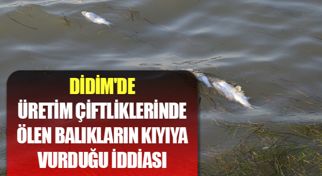 Didim'de ölen balıkların kıyıya vurduğu iddiası