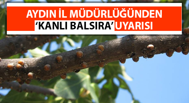 İl müdürlüğünden ‘Kanlı balsıra’ uyarısı