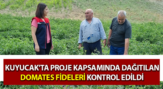 Kuyucak'ta domates fideleri kontrol edildi