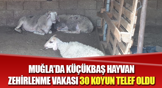 Muğla'da küçükbaş hayvan zehirlenme vakası