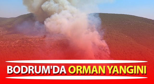 Muğla’da orman yangını