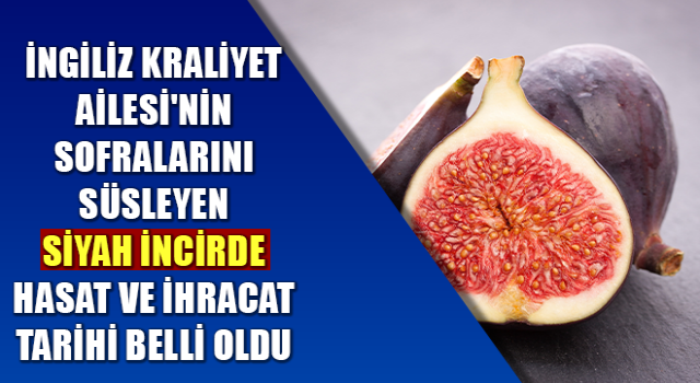 Siyah incirde hasat ve ihracat tarihi belli oldu