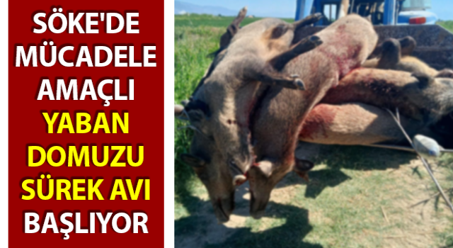 Söke'de yaban domuzu sürek avı başlıyor