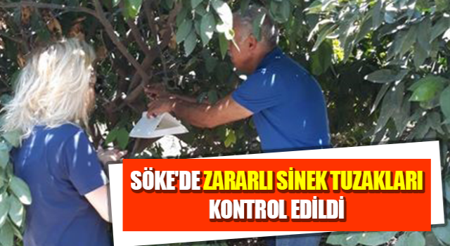 Söke'de zararlı sinek tuzakları kontrol edildi