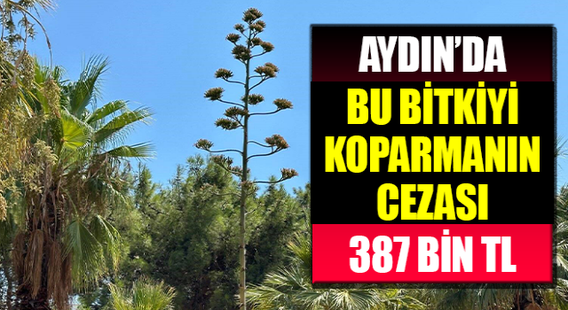 Agave bitkisi 60 ila 100 sene arasında sadece bir kere çiçek açıyor