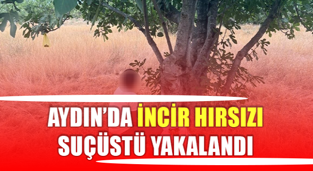 İncir hırsızı suçüstü yakalandı