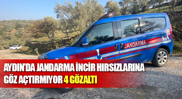 Jandarma incir hırsızlarına göz açtırmıyor: 4 gözaltı