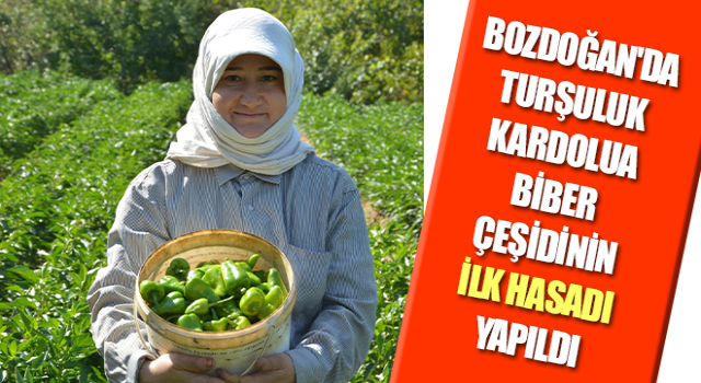 Kardolua biber çeşidinin ilk hasadı yapıldı