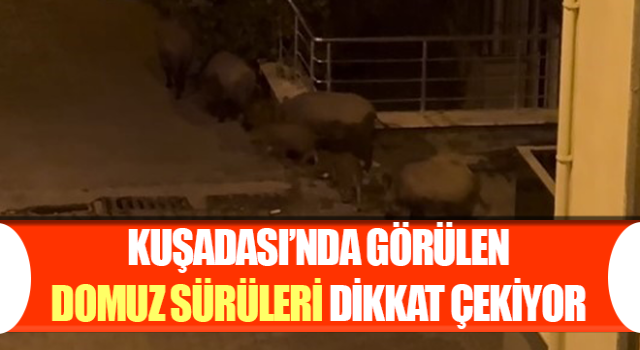 Kuşadası’nda görülen domuz sürüleri dikkat çekiyor