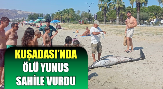 Kuşadası'nda ölü yunus sahile vurdu