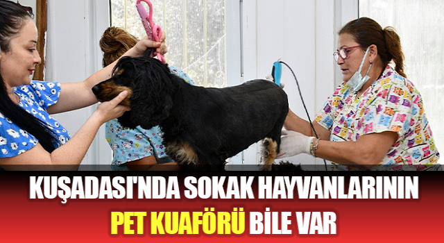 Kuşadası'nda sokak hayvanlarının pet kuaförü bile var