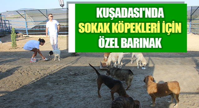 Kuşadası'nda sokak köpekleri için özel barınak