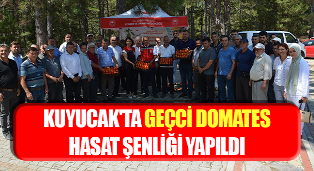 Kuyucak'ta geçci domates hasat şenliği yapıldı