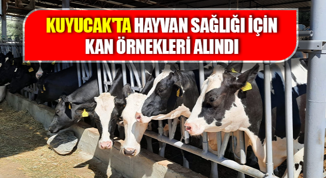 Kuyucak'ta hayvan sağlığı için kan örnekleri alındı