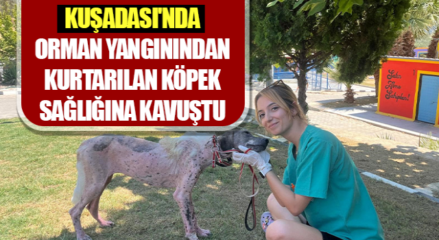 Orman yangınından kurtarılan köpek sağlığına kavuştu