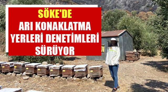 Söke'de arı konaklatma yerleri denetimleri sürüyor