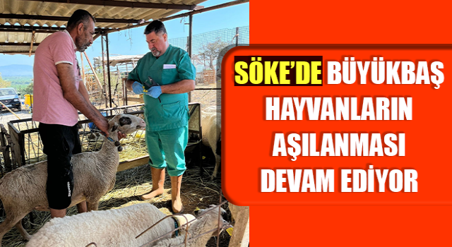 Söke’de büyükbaş hayvanların aşılanması devam ediyor