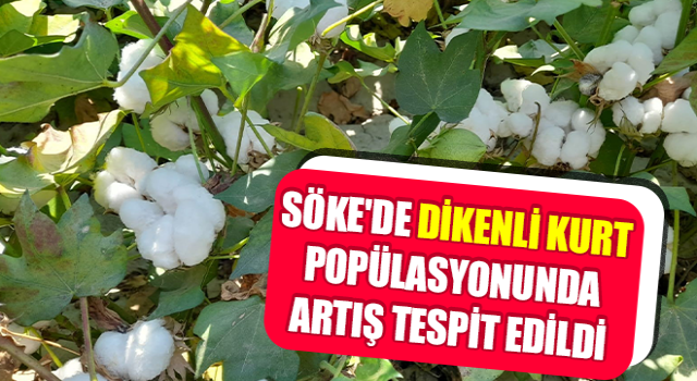 Söke'de dikenli kurt popülasyonunda artış tespit edildi