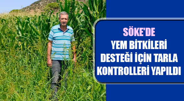 Söke'de yem bitkileri desteği için tarla kontrolleri yapıldı