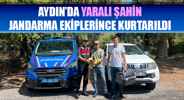 Yaralı şahin, jandarma ekiplerince kurtarıldı