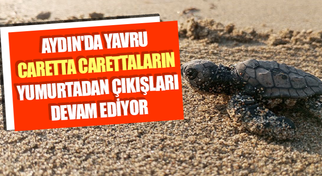 Yumurtalarından çıkan 260 yavru caretta özgürlüğe kulaç attılar