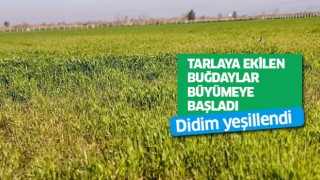 Didim'de tarlaya ekilen buğdaylar büyümeye başladı