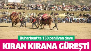 Buharkent'te 150 pehlivan deve kıran kırana güreşti