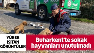 Buharkent'te sokak hayvanları unutulmadı