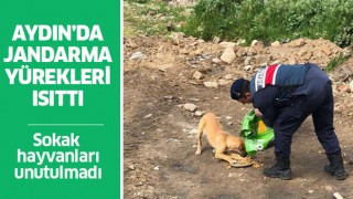 Aydın'da jandarma sokak hayvanlarını unutmadı