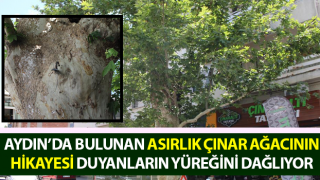 Asırlık çınar ağacının hikayesi duyanların yüreğini dağlıyor